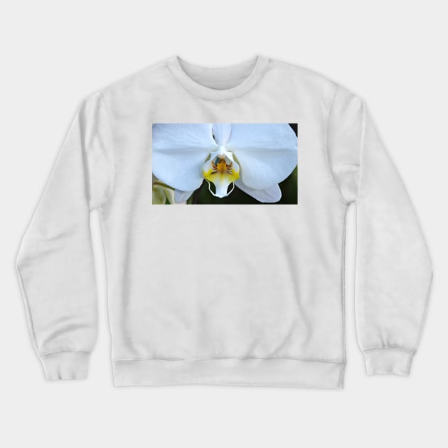 White Orchid Crewneck Sweatshirt by kchase